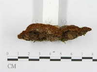 登錄號:F0017285藏品圖，第6張
