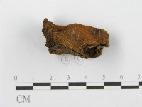 登錄號:F0017286藏品圖，第5張