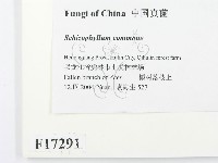 裂褶菌藏品圖，第2張