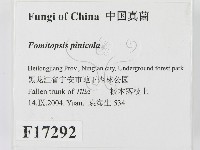 松生擬層孔菌藏品圖，第2張