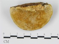 松生擬層孔菌藏品圖，第1張