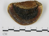 松生擬層孔菌藏品圖，第4張