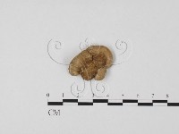 登錄號:F0017294藏品圖，第1張