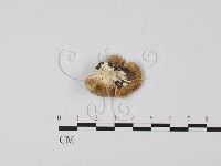 登錄號:F0017294藏品圖，第3張