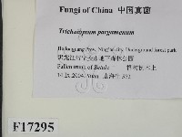 登錄號:F0017295藏品圖，第2張