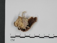 登錄號:F0017295藏品圖，第1張