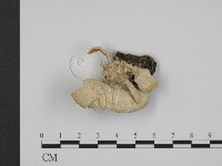 登錄號:F0017295藏品圖，第3張