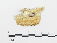 登錄號:F0017297藏品圖，第5張