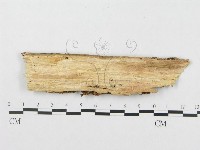 登錄號:F0017299藏品圖，第4張