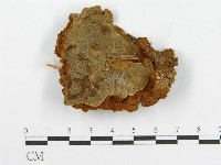 登錄號:F0017301藏品圖，第1張