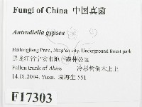 登錄號:F0017303藏品圖，第2張