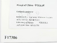 登錄號:F0017306藏品圖，第2張