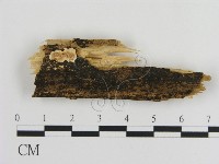 登錄號:F0017307藏品圖，第1張