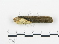 登錄號:F0017308藏品圖，第4張
