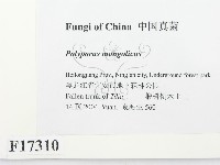 登錄號:F0017310藏品圖，第2張