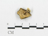 登錄號:F0017310藏品圖，第1張