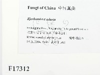 煙管菌藏品圖，第2張