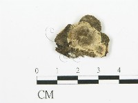 煙管菌藏品圖，第1張
