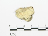 煙管菌藏品圖，第5張