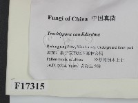 登錄號:F0017315藏品圖，第2張