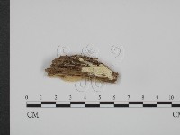 登錄號:F0017315藏品圖，第1張