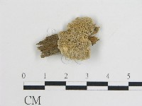 登錄號:F0017316藏品圖，第1張