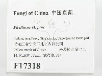 登錄號:F0017318藏品圖，第2張