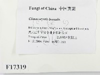 登錄號:F0017319藏品圖，第2張