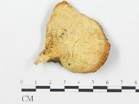 登錄號:F0017319藏品圖，第1張