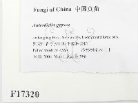 登錄號:F0017320藏品圖，第2張