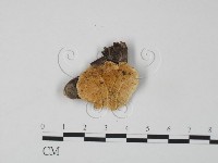 登錄號:F0017322藏品圖，第1張