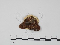 登錄號:F0017322藏品圖，第3張