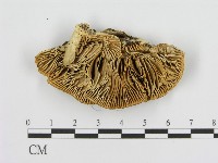 登錄號:F0017325藏品圖，第1張