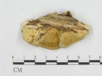 登錄號:F0017325藏品圖，第3張