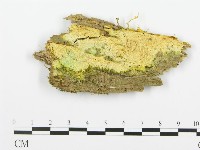 登錄號:F0017326藏品圖，第1張