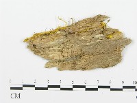 登錄號:F0017326藏品圖，第5張