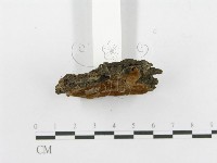 登錄號:F0017327藏品圖，第5張