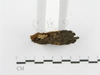登錄號:F0017327藏品圖，第6張