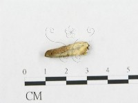 登錄號:F0017328藏品圖，第4張