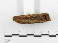 登錄號:F0017330藏品圖，第6張