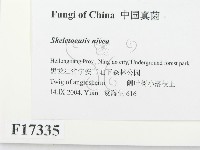 登錄號:F0017335藏品圖，第2張