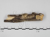 登錄號:F0017336藏品圖，第1張