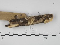 登錄號:F0017336藏品圖，第3張