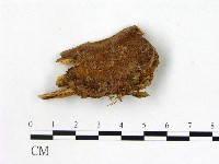 登錄號:F0017339藏品圖，第1張