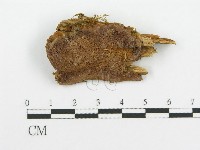 登錄號:F0017339藏品圖，第4張