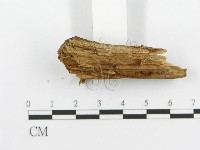 登錄號:F0017339藏品圖，第7張