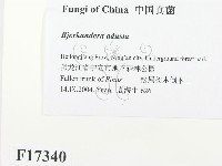 煙管菌藏品圖，第2張