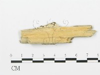 煙管菌藏品圖，第4張