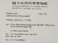 雲芝藏品圖，第2張