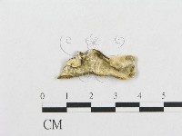 登錄號:F0017342藏品圖，第4張